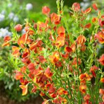 Cytisus Lena