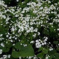 White Siberian Bugloss Brunnera Macrophylla Betty Bowring (2Ltr Pot)