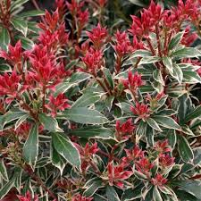 Pieris Little Heath Variegata 3lt