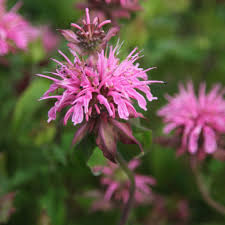 Monarda Croftway Pink