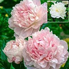 Paeonia Shirley Temple