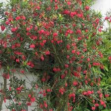 Crinodendron hookerianum