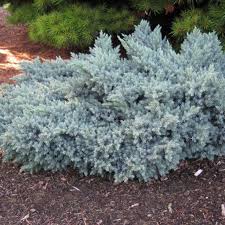 Juniperus squamata  Blue Star