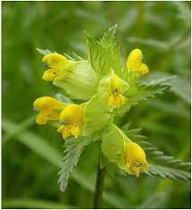 NH Yellow Rattle