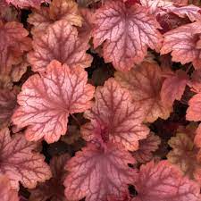 HEUCHERA villosa Carnival Watermelon