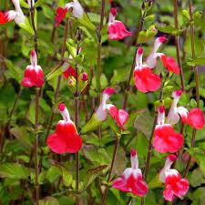 SALVIA micr. Hot Lips