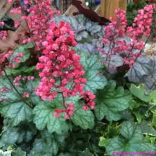 Heuchera Paris