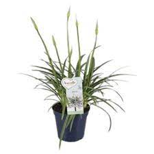 Agapanthus Amourette White