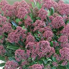 Skimmia jap. Rubesta Cuba  5 Ltr pot