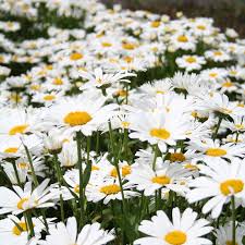 Chrysanthemum m. Snowlady