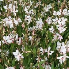 GAURA Short Form