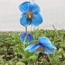  Meconopsis-Grandis-Lingholm-Plant