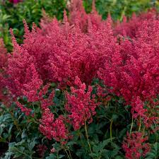 ASTILBE Montgomery