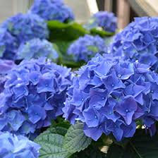 HYDRANGEA mac. Early Blue