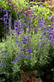 Autumn Sage Salvia greggii Blue Note (3Ltr Pot)