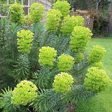 EUPHORBIA HUMPTY DUMPTY