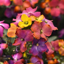 ERYSIMUM hyb. Leya Orange Purple Glow