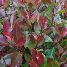 PHOTINIA SERR. CORALLO CLT 45 H 150 - 175 CM