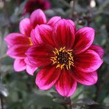 DAHLIA Dreamy Nights