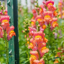 Antirrhinum Orange