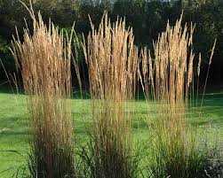 Calamagrostis acut. Karl Foerster