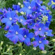 DELPHINIUM gran. Delfix Blue