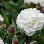 Dianthus sunflor Cosmos