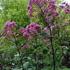 Eupatorium mac. Atropurpureum