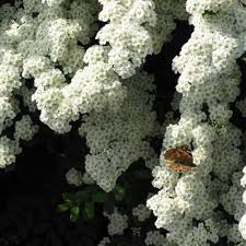 Spiraea Snowmound