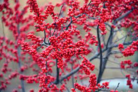 Ilex verticillata Magical Berry  60-80 CM