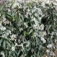 CLEMATIS ARMANDII