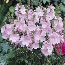 Sidalcea Little Princess