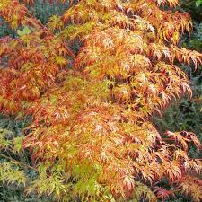 Acer palmatum Orange Lace 3 Ltr Pot