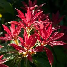 Pieris Forest Flame