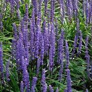 Big Blue Lilyturf (Liriope Muscari Moneymaker)