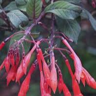 FUCHSIA Thalia