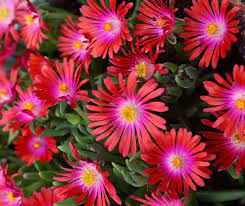 Delosperma-Jewel-of-Desert-Flower