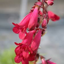 Penstemon Garnet