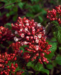 Viburnum carlesii Aurora  40-50 CM C5