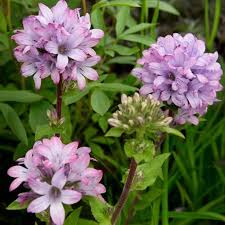 CAMPANULA glom. Caroline