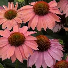 Echinacea Motivation