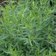 Herb French Tarragon 10.5cm