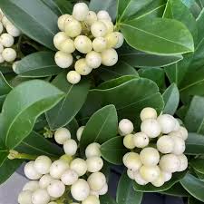 SKIMMIA JAPONICA TEMPTATION WHITE