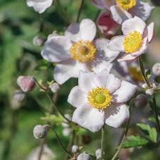 ANEMONE Royal Blanco