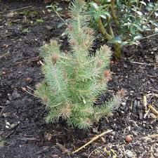 Pinus pinea Silver Crest