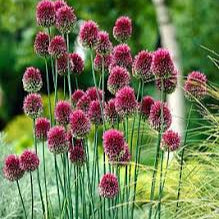 Allium sphaerocephalon