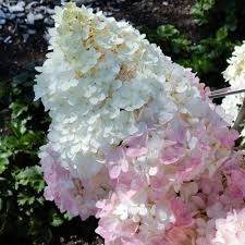 HYDRANGEA PAN. MAGICAL ANDES