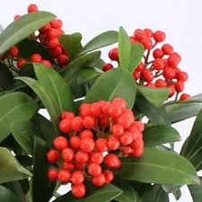 Skimmia jap. Temptation  C2  6-8 tros