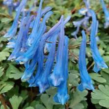 Corydalis Blue Heron 3 Ltr