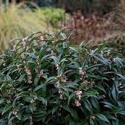 Sarcococca hook. Winter Gem  2 Ltr pot